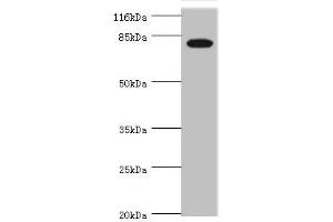 Western blot All lanes: IL31RA antibody at 1. (IL31RA antibody  (AA 1-300))