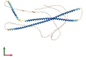 AlphaFold protein structure predicition of Human Recombinant KRT10 Protein, UniprotID P13645 (Keratin 10 Protein (KRT10) (AA 1-584) (His tag))