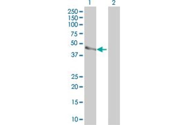 Parvin, beta antibody  (AA 1-350)