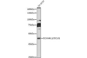Western blot analysis of extracts of SH-SY5Y cells, using DC/DC/DCLK1 antibody (ABIN6134321, ABIN6139438 and ABIN7101849) at 1:1000 dilution. (DCLK1 antibody)