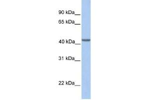 EIF3H antibody used at 0.