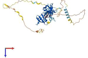 AlphaFold protein structure predicition of Mouse Recombinant Stac3 Protein, UniprotID Q8BZ71 (STAC3 Protein (AA 1-360) (His tag))