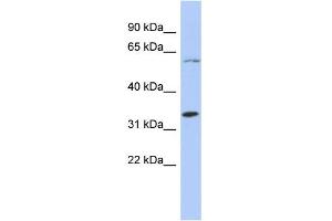 WB Suggested Anti-ZNF8 Antibody Titration:  0. (ZNF8 antibody  (N-Term))