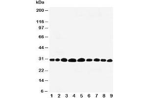 Western blot testing of Prohibitin antibody and rat samples 1: lung;  2: skeletal muscle;  3: brain;  4: kidney; and 5: human HeLa;  6: (h) MCF-7;  7: (r) PC-12;  8: (h) A549;  9: (h) SMMC-7721 cell lysate. (Prohibitin antibody  (C-Term))