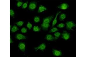 Immunocytochemistry staining of HeLa cells fixed with 4 % Paraformaldehyde and using anti-NFIC mouse mAb (dilution 1:200). (NFIC antibody)