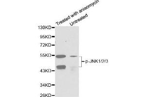 Western blot analysis of extracts from C6 cells untreated or treated with anisomycin using Phospho-MAPK8/9/10-T183/Y185 Antibody. (MAPK8/9/10 antibody  (pThr221, pTyr223))