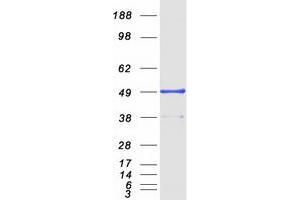 Western Blotting (WB) image for TRAF Family Member-Associated NFKB Activator (TANK) (Transcript Variant 1) protein (Myc-DYKDDDDK Tag) (ABIN2733218)