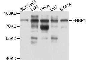Western blot analysis of extract of various cells, using FNBP1 antibody.