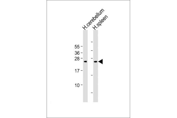 Grancalcin antibody  (AA 19-53)
