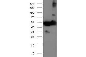 Western Blotting (WB) image for anti-Tubulin, alpha-Like 3 (TUBAL3) (AA 150-446) antibody (ABIN1490957) (TUBAL3 antibody  (AA 150-446))