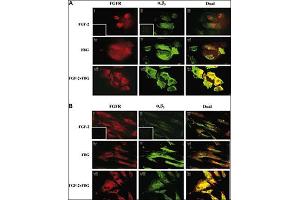 Colocalization of A1B3 and FGFR1 using IF. (FGFR1 antibody  (N-Term))