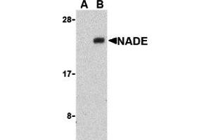 Western Blotting (WB) image for anti-Nerve Growth Factor Receptor (TNFRSF16) Associated Protein 1 (NGFRAP1) (Middle Region) antibody (ABIN1031007) (Nerve Growth Factor Receptor (TNFRSF16) Associated Protein 1 (NGFRAP1) (Middle Region) antibody)