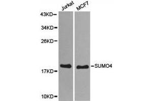 Western Blotting (WB) image for anti-Small Ubiquitin Related Modifier 4 (SUMO4) antibody (ABIN1874997) (SUMO4 antibody)
