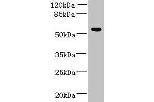 Western blot All lanes: ADAT1 antibody at 6 μg/mL + MDA-MB-231 whole cell lysate Secondary Goat polyclonal to rabbit IgG at 1/10000 dilution Predicted band size: 56, 39 kDa Observed band size: 56 kDa (ADAT1 antibody  (AA 1-501))