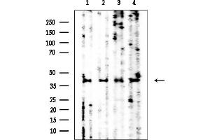 Western blot analysis of lysates from various samples, using SEPT7 Mouse Monoclonal Antibody at 1/1000 dilution.
