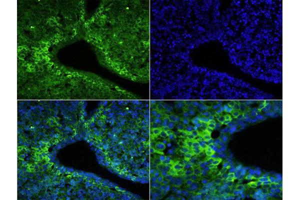 TLN1 antibody  (AA 1601-1750) (FITC)