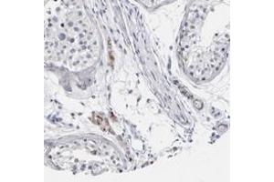 Immunohistochemical staining of human testis with CATSPERD polyclonal antibody  shows moderate cytoplasmic positivity in Leydig cells at 1:50-1:200 dilution. (TMEM146 antibody)