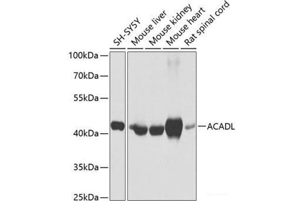 ACADL antibody