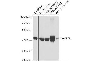Western blot analysis of extracts of various cell lines using ACADL Polyclonal Antibody at dilution of 1:1000. (ACADL antibody)