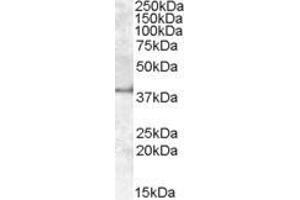 ABIN570932 (1µg/ml) staining of Human Kidney lysate (35µg protein in RIPA buffer).