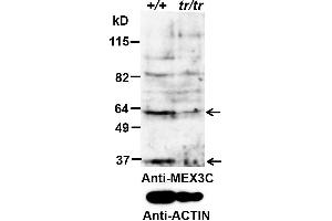 ABIN2563852 (0. (MEX3C antibody  (AA 541-554))