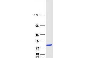 Validation with Western Blot (VBP1 Protein (Myc-DYKDDDDK Tag))