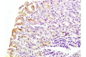 Formalin-fixed and mouse stomach tissue labeled with Anti-CK8 Polyclonal Antibody, Unconjugated  at 1:200 followed by conjugation to the secondary antibody and DAB staining (KRT8 antibody  (AA 51-150))
