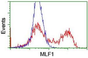 HEK293T cells transfected with either RC202774 overexpress plasmid (Red) or empty vector control plasmid (Blue) were immunostained by anti-MLF1 antibody (ABIN2455790), and then analyzed by flow cytometry. (MLF1 antibody)