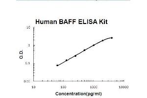 Human BAFF PicoKine ELISA Kit standard curve (BAFF ELISA Kit)