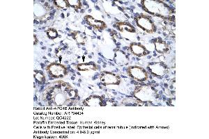 Human kidney (ATG4B antibody  (C-Term))