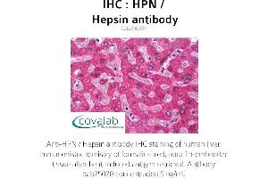 Image no. 1 for anti-Hepsin (HPN) (AA 241-260) antibody (ABIN1735563) (Hepsin antibody  (AA 241-260))