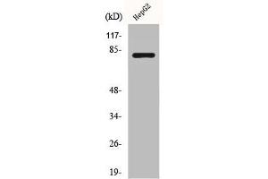 Western Blot analysis of HuvEc cells using Calpain 11 Polyclonal Antibody (CAPN11 antibody  (Internal Region))