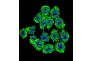 Confocal immunofluorescent analysis of Merlin Antibody (N-term) (ABIN390756 and ABIN2841014) with Hela cell followed by Alexa Fluor® 488-conjugated goat anti-rabbit lgG (green). (Merlin antibody  (N-Term))