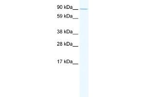 WB Suggested Anti-E2F7 Antibody Titration:  2. (E2F7 antibody  (N-Term))