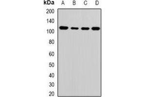 Western blot analysis of ATAD3A expression in MCF7 (A), HepG2 (B), mouse liver (C), mouse brain (D) whole cell lysates. (ATAD3A antibody)