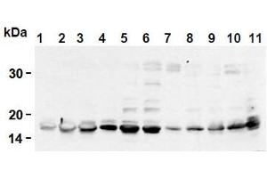Western Blotting (WB) image for anti-Histone H2B antibody (ABIN1107547) (Histone H2B antibody)