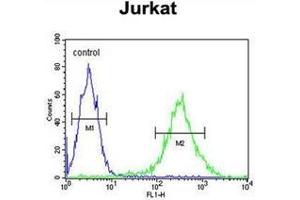 Flow cytometric analysis of Jurkat cells using PLEKHH2 Antibody (C-term) Cat. (PLEKHH2 antibody  (C-Term))