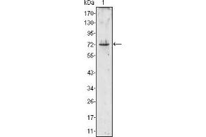 Western Blotting (WB) image for anti-Proteinase 3 (PRTN3) antibody (ABIN1108718) (PRTN3 antibody)