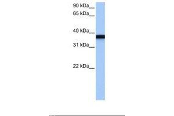 GSG1 antibody  (C-Term)