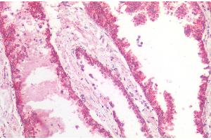 ABIN5539865 (5 μg/mL) staining of paraffin embedded Human Prostate. (MDH2 antibody  (AA 221-232))