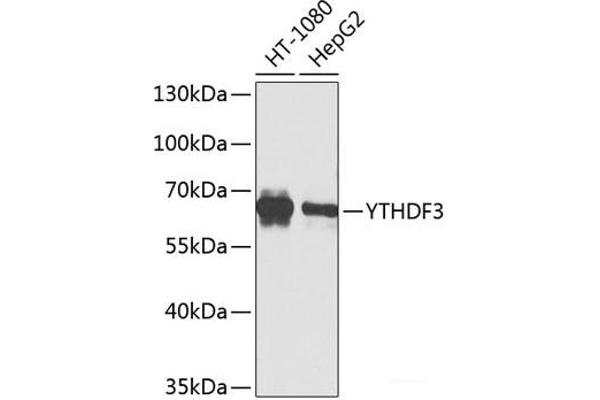 YTHDF3 antibody