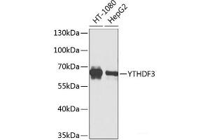 Western blot analysis of extracts of various cell lines using YTHDF3 Polyclonal Antibody at dilution of 1:1000. (YTHDF3 antibody)