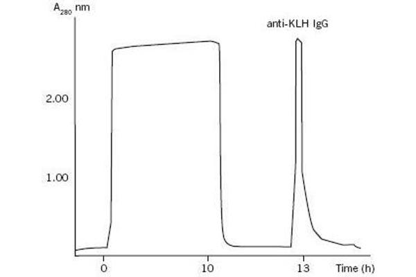 KLH antibody