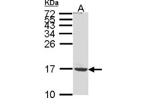 Western Blotting (WB) image for anti-ATP Synthase, H+ Transporting, Mitochondrial F0 Complex, Subunit C1 (Subunit 9) (ATP5G1) (AA 1-52) antibody (ABIN467467)