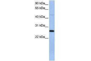 WB Suggested Anti-EIF4H Antibody Titration:  0. (EIF4H antibody  (C-Term))
