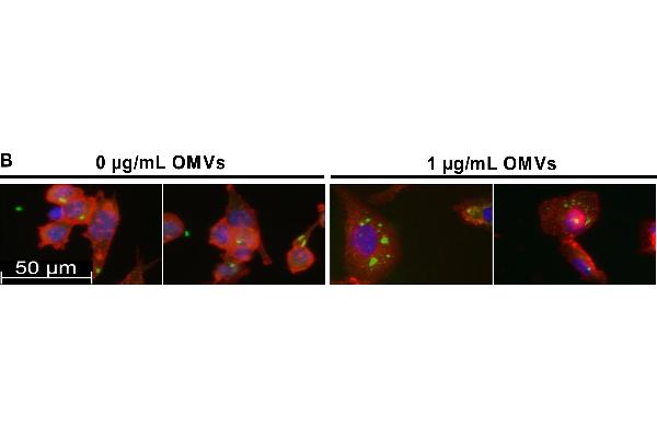 Lipopolysaccharides (LPS) antibody
