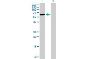 Western Blot analysis of DNAJC7 expression in transfected 293T cell line by DNAJC7 MaxPab polyclonal antibody.