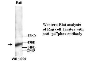 Image no. 1 for anti-Neutrophil Cytosol Factor 1 (NCF1) antibody (ABIN790886) (NCF1 antibody)