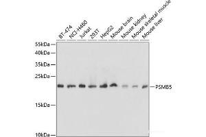 Western blot analysis of extracts of various cell lines using PSMB5 Polyclonal Antibody at dilution of 1:1000. (PSMB5 antibody)