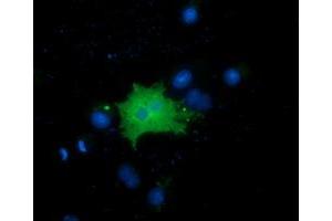 Immunofluorescence (IF) image for anti-Family with Sequence Similarity 84, Member B (FAM84B) antibody (ABIN1498206) (FAM84B antibody)